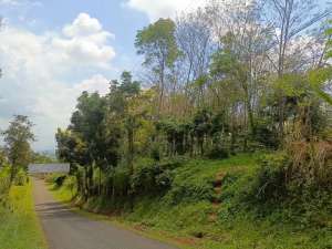 Tanah Kebun Karet Pinggir Jl Raya Nagrak Darangdan Purwakarta lokasi di Purwakarta Kab., tersedia melalui melalui situs Olx