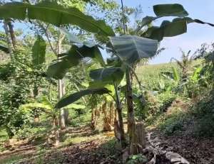 Tanah kebun view sawah dekat pantai di tabanan bali lokasi di Tabanan Kab., tersedia melalui melalui situs Olx