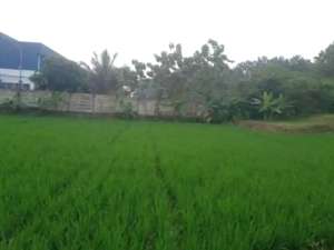 Tanah komersial luas 6026m Desa Kertamukti Purwakarta lokasi di Purwakarta Kab., tersedia melalui melalui situs Olx