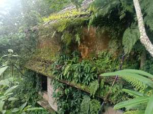 Tanah langka di pinggir jalan central ubud los sungai lokasi di Gianyar Kab., tersedia melalui melalui situs Olx