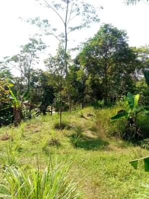 Tanah Lokasi Di Sukamakmur SHM PT XL Untuk Investasi lokasi di Bogor Kab., tersedia melalui melalui situs Olx