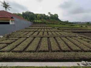 TANAH LOKASI TEMAS KOTA BATU lokasi di Batu Kota, tersedia melalui melalui situs Olx