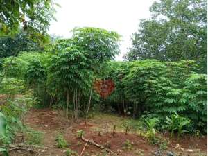 Tanah Luas 3.200 di Cikuda Parung Panjang Bogor lokasi di Bogor Kab., tersedia melalui melalui situs Olx