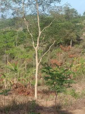 Tanah luas 5641 m2 harga 8,6 Milyar di Trawas. Kabupaten Mojokerto lokasi di Mojokerto Kab., tersedia melalui melalui situs Olx