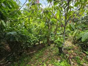 tanah luasan kecil view sawah lokasi di Tabanan Kab., tersedia melalui melalui situs Olx