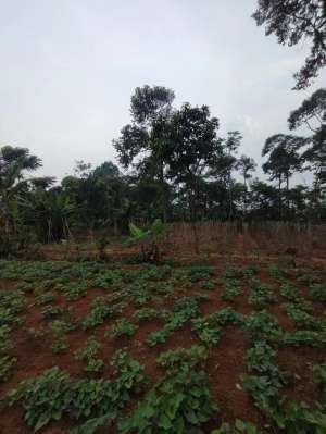 TANAH MURAH 6.000m Cocok untuk pertanianpeternakan lokasi di Bogor Kab., tersedia melalui melalui situs Olx