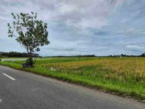 TANAH MURAH 960 M2 PINGGIR JALAN ASPAL DI SANGKAR AGUNG JEMBRANA lokasi di Jembrana Kab., tersedia melalui melalui situs Olx