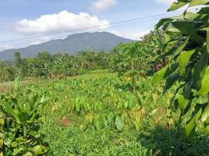 Tanah Murah Cuman 290Jt Total Semuanya di Ciambar Sukabumi lokasi di Sukabumi Kab., tersedia melalui melalui situs Olx