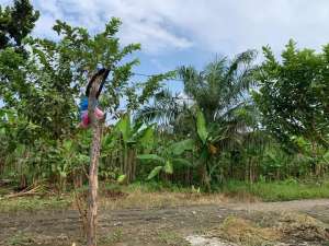 Tanah Murah Daerah Marelan, Jalan ileng, Rengas Pulau lokasi di Medan Kota, tersedia melalui melalui situs Olx
