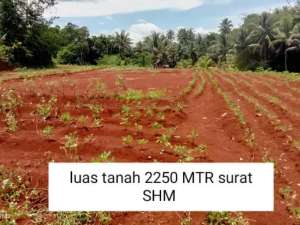 TANAH MURAH DAN STRATEGIS DESA SUKA JADI KECAMATAN RANCABUNGUR KABUPATEN BOGOR lokasi di Bogor Kab., tersedia melalui melalui situs Olx