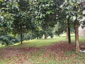 Tanah Murah Dekat ke Presiden Prabowo Bojong Koneng Sentul City lokasi di Bogor Kab., tersedia melalui melalui situs Olx