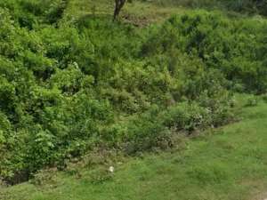 tanah murah dekat pantai Selong belanak lombok. cocok villa atau restaurant lokasi di Lombok Tengah Kab., tersedia melalui melalui situs Olx