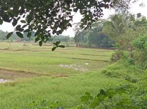 Tanah Murah di Setu Bekasi Dekat Harvest City Untuk Perumahan lokasi di Bekasi Kab., tersedia melalui melalui situs Olx