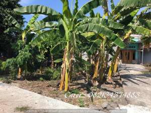 Tanah murah dijual dekat Polsek Jetis Bantul Yogya,Lt 121m2 lokasi di Bantul Kab., tersedia melalui melalui situs Olx