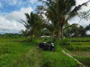 Tanah Murah Kiyaran Wukirsari Cangkringan lokasi di Sleman Kab., tersedia melalui melalui situs Olx