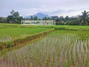 TANAH MURAH LAHAN SAWAH MURAH DI PAMIJAHAN CIBENING GUNUNG BUNDER BOGOR lokasi di Bogor Kab., tersedia melalui melalui situs Olx