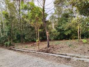 Tanah MurahManggis, Durian Dan Pohon Cengkeh Di Wanayasa lokasi di Purwakarta Kab., tersedia melalui melalui situs Olx