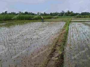 Tanah murahsawah produktif pinggir jalan lokasi di Malang Kab., tersedia melalui melalui situs Olx