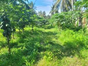 Tanah Pancoran Strategis untuk Gudang lokasi di Banyuwangi  Kab., tersedia melalui melalui situs Olx