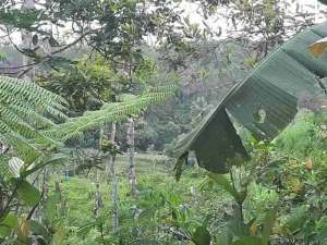 Tanah Pekarangan Luas 1207 Meter Persegi Lokasi Jatimulyo , Girimulyo - Kulon Progo lokasi di Purworejo Kab., tersedia melalui melalui situs Olx