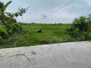 TANAH PERTANIAN 50 AREAKOMODASI PETERNAKAN DI JEMBRANA lokasi di Jembrana Kab., tersedia melalui melalui situs Olx