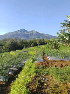 Tanah pertaniankebun dikopeng lokasi di Salatiga Kota, tersedia melalui melalui situs Olx