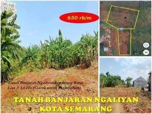 Tanah Perumahan Ngaliyan Smg atau Tnh Perumahan di Bergas Ungaran Tmr lokasi di Semarang Kota, tersedia melalui melalui situs Olx