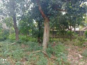 Tanah Pinggir Jalan Kota Bandar Lampung lokasi di Bandar Lampung Kota, tersedia melalui melalui situs Olx