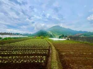 Tanah pinggir jalan utama di Cianjur lokasi di Cianjur Kab., tersedia melalui melalui situs Olx