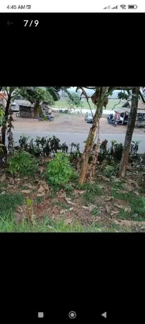 Tanah pinggir jln harga belum naik emas sdh 3jtgramdollar sdh 16rb. pajakUMR murah lokasi di Cianjur Kab., tersedia melalui melalui situs Olx