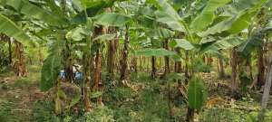 Tanah prospek cocok buat invest di Karangwarang cirebon timur lokasi di Cirebon Kab., tersedia melalui melalui situs Olx