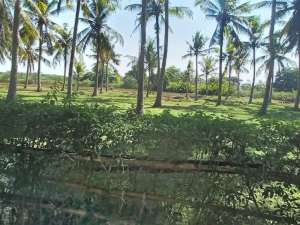 TANAH SANGKARAGUNG JEMBRANA BALI JR60 lokasi di Jembrana Kab., tersedia melalui melalui situs Olx