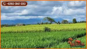 Tanah Sawah Datar 42 are Relatif Murah area Beraban lokasi di Tabanan Kab., tersedia melalui melalui situs Olx