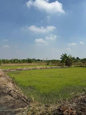 TANAH SAWAH DEKAT PERUMAHAN TAMAN GADING MENGANTI lokasi di Gresik Kab., tersedia melalui melalui situs Olx