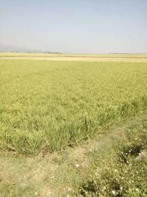 Tanah Sawah Di Jalan Sumber Sari Ciparay Kabupaten Bandung Aman Banjir lokasi di Bandung Kota, tersedia melalui melalui situs Olx