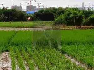 Tanah Sawah di Subang, cocok untuk Industri lokasi di Subang Kab., tersedia melalui melalui situs Olx