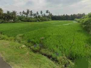 Tanah Sawah Harga Murah dekat Pantai dan Exit Toll Pekutatan Bali lokasi di Jembrana Kab., tersedia melalui melalui situs Olx