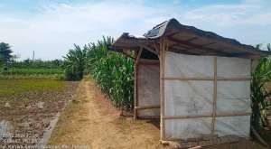 Tanah Sawah Pertanian Produktif Komersial Wonosari Patebon Kendal lokasi di Kendal Kab., tersedia melalui melalui situs Olx