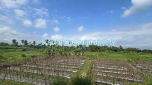 Tanah sawah produktif, strategis di area jalan ke borobudur magelang lokasi di Magelang Kab., tersedia melalui melalui situs Olx