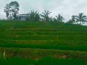 TANAH SAWAH SUKAMAKMUR lokasi di Bogor Kab., tersedia melalui melalui situs Olx