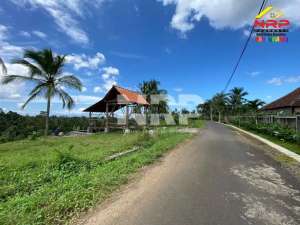 Tanah Sawah view Gunung 400 jtan - Licin Banyuwangi lokasi di Banyuwangi  Kab., tersedia melalui melalui situs Olx
