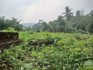 Tanah Seluas 3490 m di dalam perumahan Ciampea asri lokasi di Bogor Kab., tersedia melalui melalui situs Olx