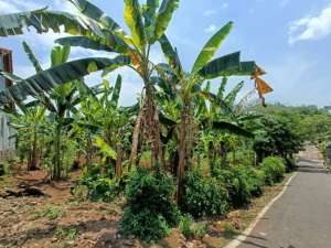 Tanah Siap bangun daerah Mijen semarang - 10701 lokasi di Semarang Kota, tersedia melalui melalui situs Olx