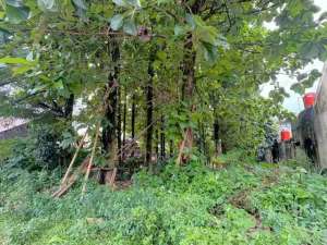 TANAH STRATEGIS BONUS POHON JATI MATANG DI CIBINONG lokasi di Bogor Kab., tersedia melalui melalui situs Olx