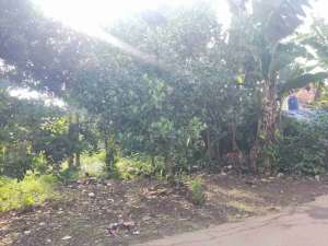 Tanah Strategis Ciseeng Bogor 814 m Cocok Rumah Kebun lokasi di Bogor Kab., tersedia melalui melalui situs Olx