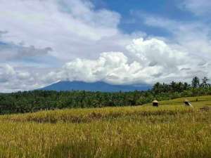 tanah view gunung dan sawah berisi kandang ayam lokasi di Salemadeg Timur, tersedia melalui melalui situs Olx