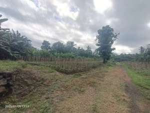 Tanah Zona Pink dekat Pantai Pekutatan dan Medewi Bali lokasi di Jembrana Kab., tersedia melalui melalui situs Olx