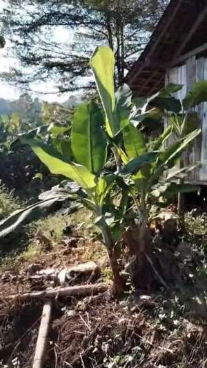 Tempat Wisata luas 2 HA harga 120 ribu permeter di Wonokerto, Jombang lokasi di Jombang  Kab., tersedia melalui melalui situs Olx