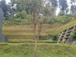 The Taman Dayu Pandaan lokasi di Pasuruan Kab., tersedia melalui melalui situs Olx