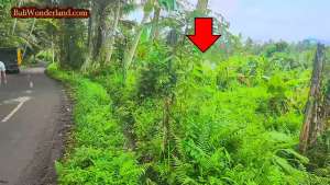 Under Market Price 1,500 sqm Freehold in Ubud Gianyar lokasi di Gianyar Kab., tersedia melalui melalui situs Olx